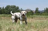 DALMATIEN 351